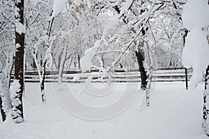 Snowing landscape in the park