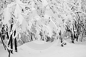 Snowing landscape in the park