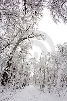 Snowing landscape in the park