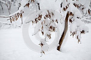 Snowing landscape in the park. Details on the branches