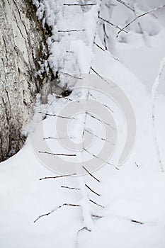 Snowing landscape in the park. Details on the branches