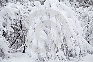 Snowing landscape in the park. Details on the branches