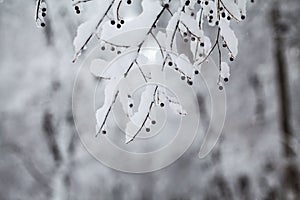 Snowing landscape in the park. Details on the branches