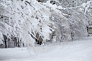 Snowing landscape in the park. Details on the branches