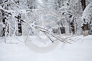 Snowing landscape in the park. Details on the branches