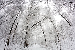 Snowing landscape in the park. Fisheye lens effects