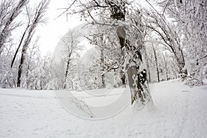 Snowing landscape in the park. Fisheye lens effects