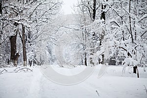 Snowing landscape in the park photo