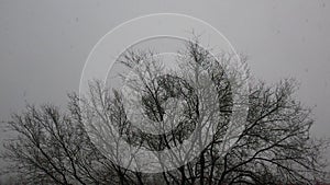 It is snowing on a lonely tree, with a slow motion shot, in the yard of our Armenian