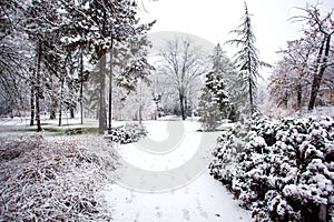 Snowing in park City of Novi Sad