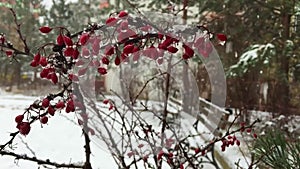 Snowing in the Park with the Mistletoes