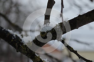 Snowflakes on the tree. Winter time. Snowing.