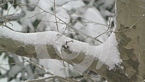 Snowing on a tree branch compilation