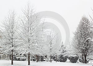 Snow Storm Trees
