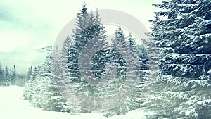 Snowing on trees. Winter in mountains