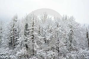 Snowing white trees background