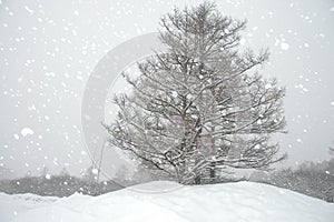 Snowing in the winter photo