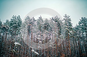 Snowing winter concept. Winter forest. Images for winter. Season of Winter. Global cooling.