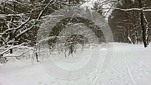 Snowing at a winter forest trail at Ermelo, NLD