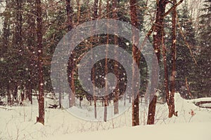 Snowing in a Winter Forest - Vintage