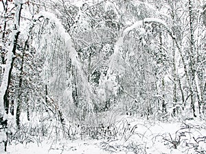 Snowing winter landscape with lot of snow.