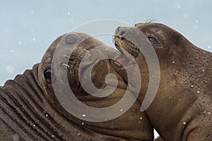 Snowing on Young Elephant Seals