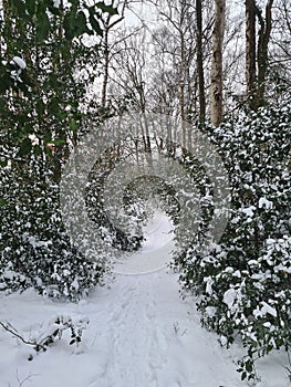 Snowlandscape in forest