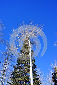 Snowmass landscape