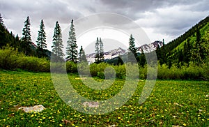 Snowmass Yellow Pea Wild Flower Field Rocky Mountain Meadow