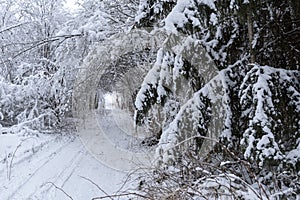 Snowmobile path through a snowy forest
