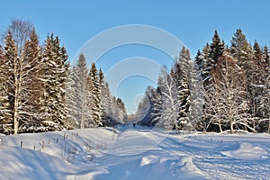 Snowmobile trails through the woods