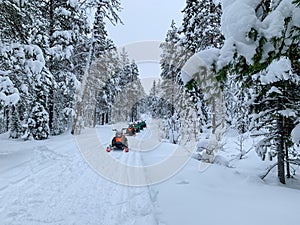 Snowmobiles in the winter forest full of snow, track among tall frozen trees