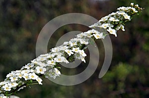 Snowmound Spirea Flowers photo