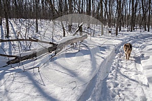Snown scene with dog walking in a trail photo