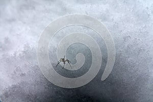 Snowpack and snow spider