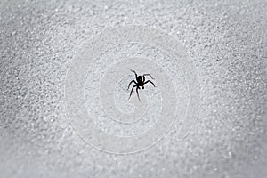snowpack and snow spider photo