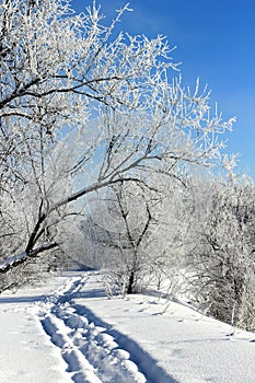Snowpath in the sunlight