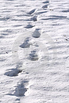 Snowprints