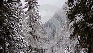 It snows in the mountains on the forests photo