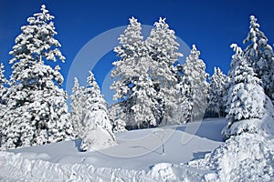 Snowscape