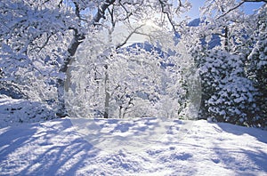 Snowscape, Sequoia National Park, California