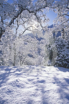 Snowscape, Sequoia National Park, California