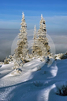 Snowscapes spruce above the clouds in winter in Beskidy Mountains