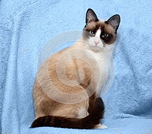 Snowshoe cat