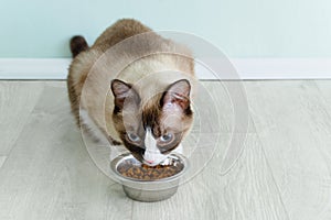 Snowshoe cat breed sitting on  floor and eating from a bowl of dry cat food