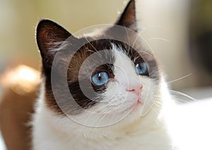Snowshoe cat portrait photo