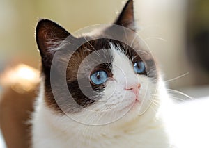 Snowshoe cat portrait