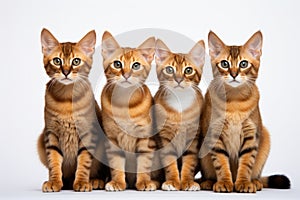 Snowshoe Family Foursome Cats Sitting On A White Background photo