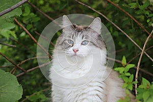 Snowshoe Female Cat