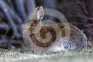 Snowshoe Hare